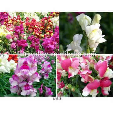 Top Quality snapdragon seeds for cultivating